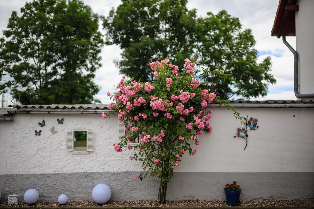 Hotel-Pension Am Rosarium Sangerhausen Buitenkant foto